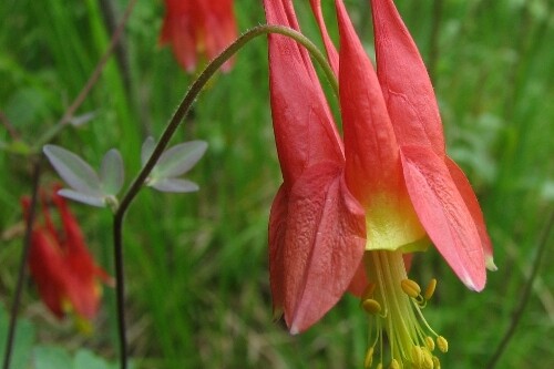 Aquilegia canadensis (Canadian columbine) Aquilegia canadensis (Canadian columbine)