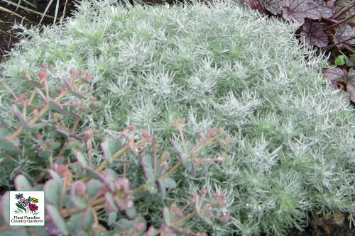 Artemisia schmidtiana 'Silver Mound' Artemisia schmidtiana 'Silver Mound'