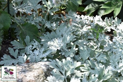 Artemisia stelleriana ‘Mori’s Strain’ (beach wormwood)