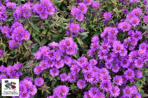 Aster novae-angliae ‘Purple Dome’ (New England aster) Aster novae-angliae ‘Purple Dome’ (New England aster)