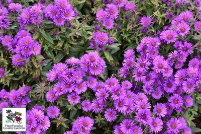 Aster novae-angliae ‘Purple Dome’ (New England aster)
