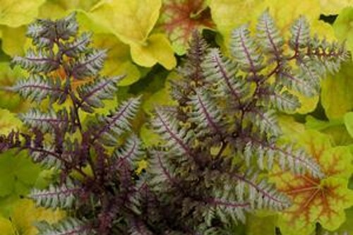 Athyrium niponicum 'Regal Red' (Japanese painted fern) Athyrium niponicum 'Regal Red' (Japanese painted fern)