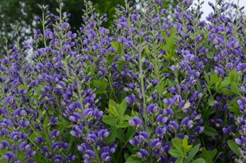 Baptisia Decadence ‘Blueberry Sundae’ (Proven Winners - false indigo) Baptisia Decadence ‘Blueberry Sundae’ (Proven Winners - false indigo)