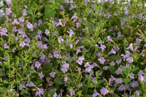 Calamintha nepeta 'Marvelette Blue' (catmint) Calamintha nepeta 'Marvelette Blue' (catmint)