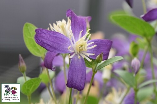 Clematis ‘Violet Stardust’ (hybrid bush Clematis) Clematis ‘Violet Stardust’ (hybrid bush Clematis)