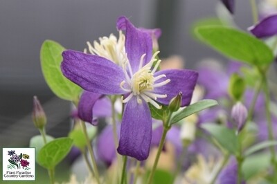 Clematis ‘Violet Stardust’ (hybrid bush Clematis)
