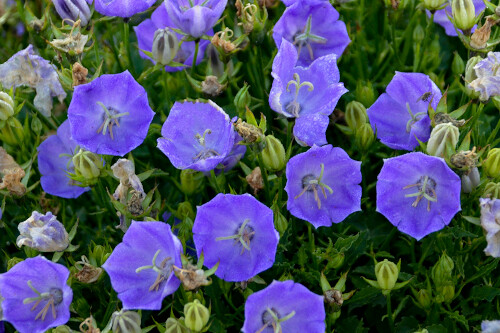 Campanula carpatica ‘Rapido Blue’ (bellflower) Campanula carpatica ‘Rapido Blue’ (bellflower)