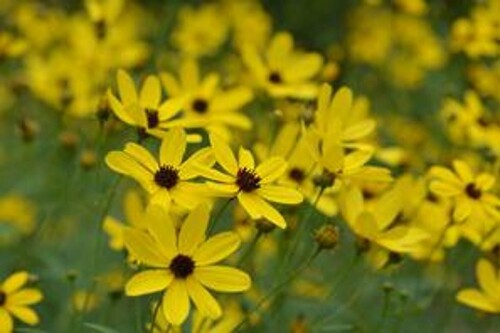 Coreopsis tripteris ‘Gold Standard’ (tall tickseed) Coreopsis tripteris ‘Gold Standard’ (tall tickseed)