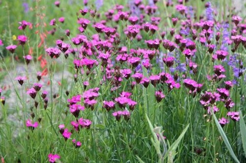 Dianthus carthusianorum Dianthus carthusianorum