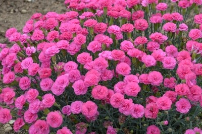 Dianthus Pretty Poppers ‘Double Bubble’ (pinks)