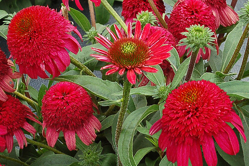 Echinacea ‘Cara Mia Rose’ (coneflower) Echinacea ‘Cara Mia Rose’ (coneflower)