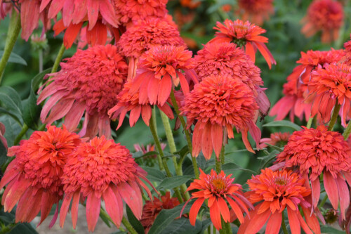 Echinacea DOUBLE SCOOP 'Mandarin' (coneflower) Echinacea DOUBLE SCOOP 'Mandarin' (coneflower)