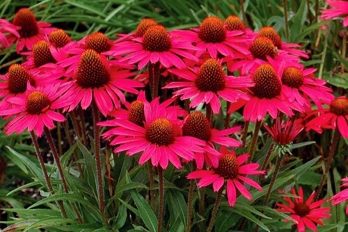 Echinacea ‘Glowing Dream’ (coneflower) Echinacea ‘Glowing Dream’ (coneflower)