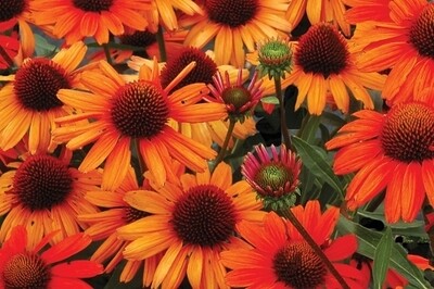 Echinacea 'Orange You Awesome' (coneflower) Proven Winners Echinacea 'Orange You Awesome' (coneflower) Proven Winners