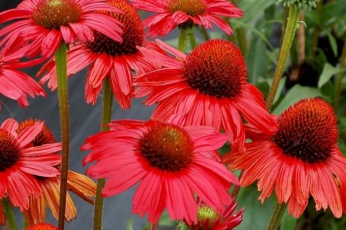 Echinacea KISMET ‘Red’ (coneflower) Echinacea KISMET ‘Red’ (coneflower)
