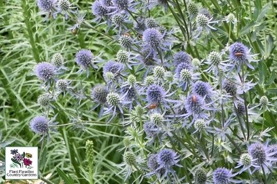 Eryngium planum ‘Blue Glitter’ (sea holly) Eryngium planum ‘Blue Glitter’ (sea holly)