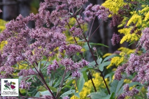 Eupatorium maculatum ‘Gateway’(joe-pye weed) Eupatorium maculatum ‘Gateway’(joe-pye weed)