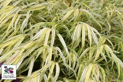 Grass - Hakonechloa macra ‘Aureola’ (Japanese combed grass) Grass - Hakonechloa macra ‘Aureola’ (Japanese combed grass)