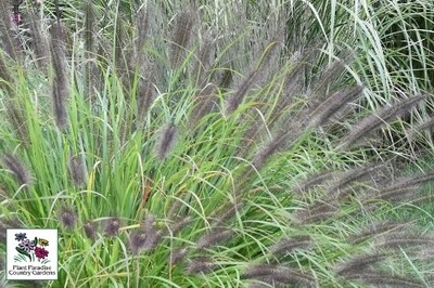 Grass - Pennisetum alopecuroides ‘Red Head’ Grass - Pennisetum alopecuroides ‘Red Head’