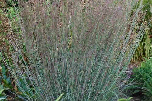 Grass - Schizachyrium scoparium ‘Blue Heaven' (Little Bluestem grass) Grass - Schizachyrium scoparium ‘Blue Heaven' (Little Bluestem grass)