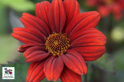 Heliopsis 'Bleeding Hearts' Heliopsis 'Bleeding Hearts'