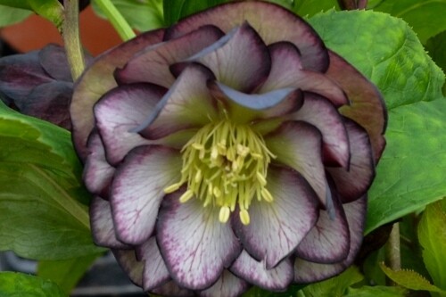 Helleborus WEDDING PARTY ‘Black Tie Affair’ (lenten rose) Helleborus WEDDING PARTY ‘Black Tie Affair’ (lenten rose)