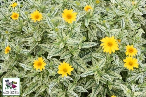 Heliopsis helianthoides ‘Sunstruck’ (false sunflower)