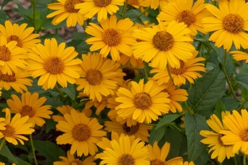 Heliopsis helianthoides ‘Tuscan Gold’ (false sunflower) (Proven Winners) Heliopsis helianthoides ‘Tuscan Gold’ (false sunflower) (Proven Winners)