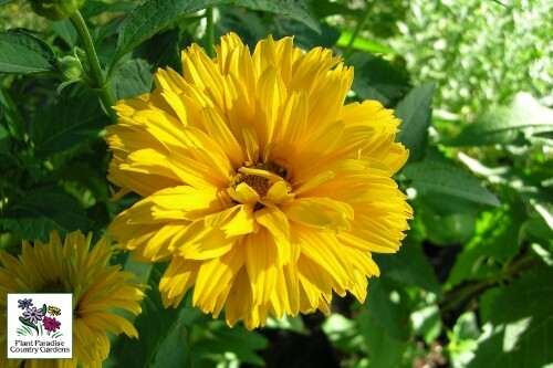 Heliopsis helianthoides ‘Summer Sun’ (false sunflower) Heliopsis helianthoides ‘Summer Sun’ (false sunflower)