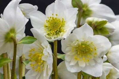 Helleborus niger ‘Snowbells (lenten rose)