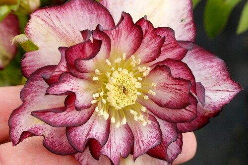 Helleborus NORTH STAR ‘Garnet Frills’ Helleborus NORTH STAR ‘Garnet Frills’