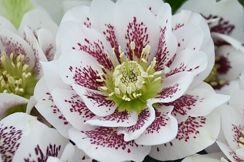 Helleborus WEDDING PARTY 'Confetti Cake' Helleborus WEDDING PARTY 'Confetti Cake'