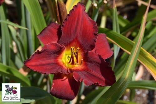 Hemerocallis ‘Crimson Shadows’ (daylily) Hemerocallis ‘Crimson Shadows’ (daylily)