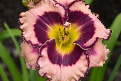 Hemerocallis RAINBOW RHYTHM ‘Sound of My Heart’ (daylily) (Proven Winners) Hemerocallis RAINBOW RHYTHM ‘Sound of My Heart’ (daylily) (Proven Winners)