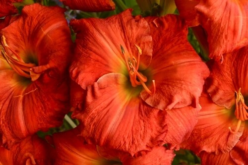 Hemerocallis ‘Desert Flame’ (daylily) Hemerocallis ‘Desert Flame’ (daylily)