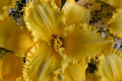 Hemerocallis ‘Erin Lea’ (daylily) Hemerocallis ‘Erin Lea’ (daylily)
