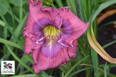 Hemerocallis ‘Lavender Blue Baby' (daylily) Hemerocallis ‘Lavender Blue Baby' (daylily)