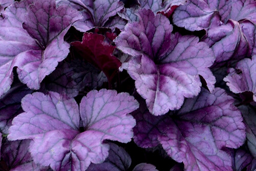 Heuchera ‘Wildberry’ (coral bells) (Proven Winners) Heuchera ‘Wildberry’ (coral bells) (Proven Winners)