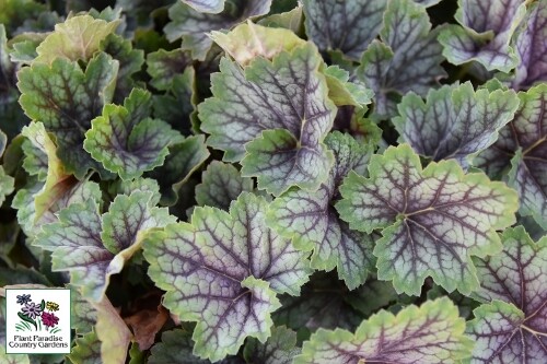 Heuchera Green Spice’ (coral bells) Heuchera Green Spice’ (coral bells)