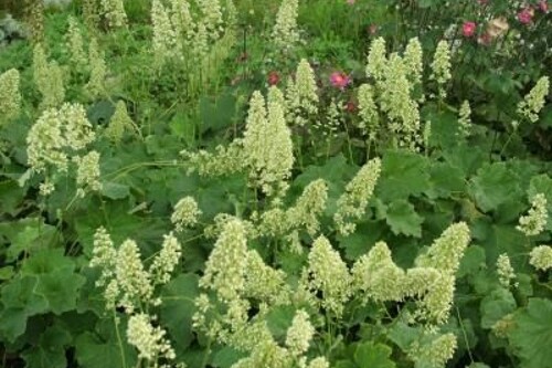 Heuchera macrorhiza ‘Autumn Bride’ (coral bell) Heuchera macrorhiza ‘Autumn Bride’ (coral bell)