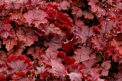 Heuchera Northern Exposure ‘Red’ (coral bells) Heuchera Northern Exposure ‘Red’ (coral bells)