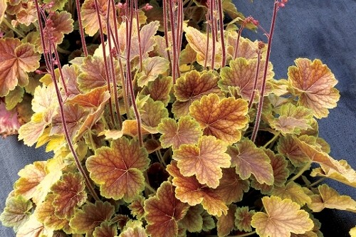 Heuchera Northern Exposure ‘Sienna’ (coral bells) Heuchera Northern Exposure ‘Sienna’ (coral bells)