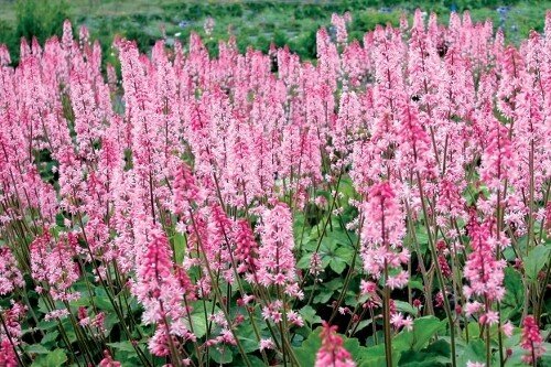 Heucherella ‘Dayglow Pink’ (foamy bells) Heucherella ‘Dayglow Pink’ (foamy bells)