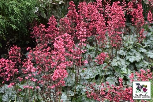 Heuchera ‘Paris’ (coral bells) Heuchera ‘Paris’ (coral bells)