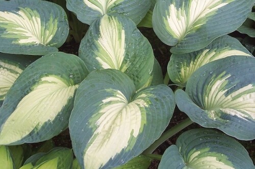 Hosta ‘Hudson Bay' (Proven Winners SHADOWLAND Collection)