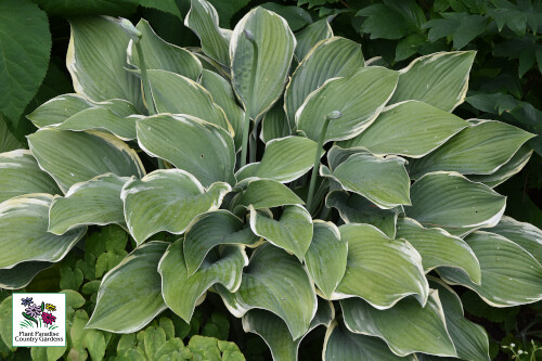 Hosta ‘Regal Splendor’ Hosta ‘Regal Splendor’