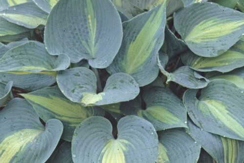 Hosta ‘Touch of Class’ Hosta ‘Touch of Class’
