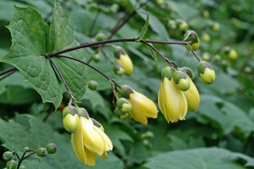 Kirengeshoma palmata (yellow waxbells) Kirengeshoma palmata (yellow waxbells)