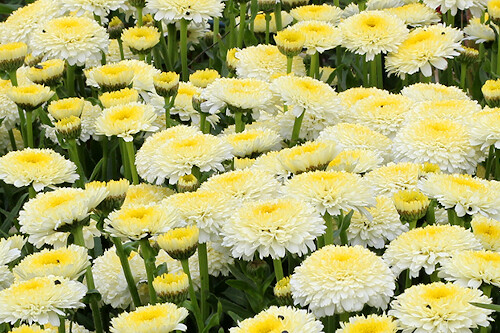 Leucanthemum superbum ‘Luna' (shasta daisy) Leucanthemum superbum ‘Luna' (shasta daisy)
