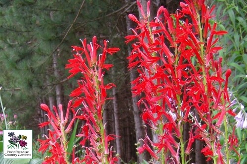 Lobelia cardinalis (Cardinal flower) Lobelia cardinalis (Cardinal flower)